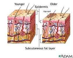 skin
