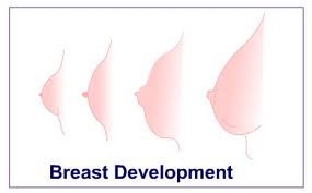 the normal breast growth