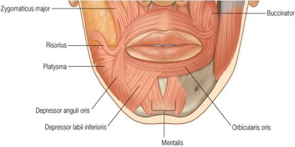 facial muscles   depressor group1317340022061